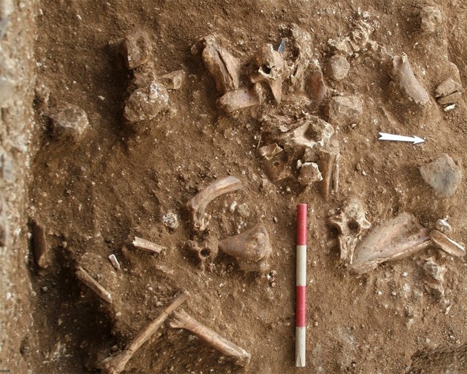 Bones and other items found at the site - Photo credit Dr Yossi Zaidner.JPG